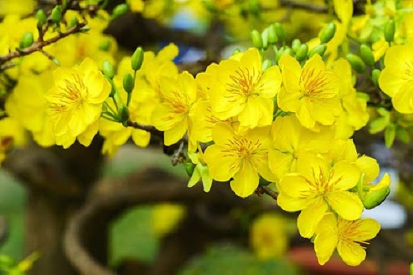 Ý nghĩa hoa Mai Vàng, cách trồng và chăm sóc hoa nở đẹp vào dịp tết - Nhà đẹp
