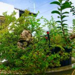 VianPool 1_tuoi-tu-dong-igreen-13-150x150