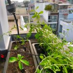 VianPool 1_tuoi-tu-dong-igreen-3-150x150